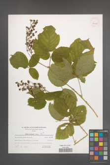 Rubus silesiacus [KOR 39662]
