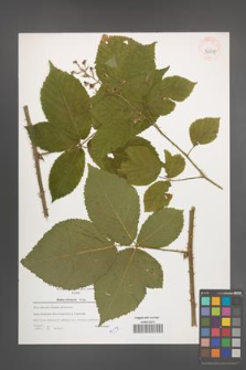 Rubus silesiacus [KOR 39657]