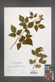 Rubus sprengelii [KOR 39778]