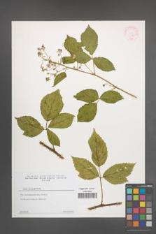 Rubus sprengelii [KOR 44355]