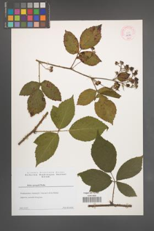 Rubus sprengelii [KOR 44310]