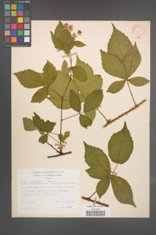 Rubus sprengelii [KOR 21748]