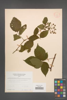 Rubus sprengelii [KOR 11006]