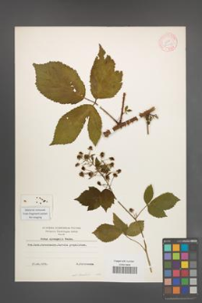 Rubus sprengelii [KOR 11018]