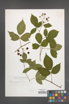 Rubus sprengelii [KOR 29515]