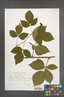Rubus sprengelii [KOR 40232]
