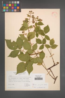 Rubus sprengelii [KOR 21755]