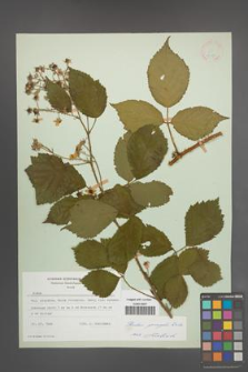 Rubus sprengelii [KOR 21753]