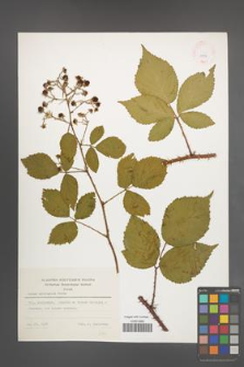 Rubus sprengelii [KOR 8739]