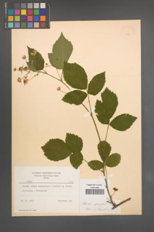 Rubus sprengelii [KOR 8709]
