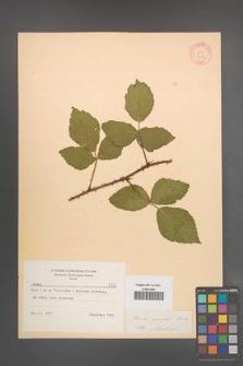 Rubus sprengelii [KOR 8773]
