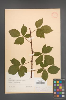 Rubus sprengelii [KOR 8706]
