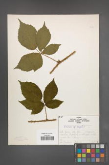 Rubus sprengelii [KOR 50193]