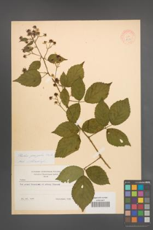 Rubus sprengelii [KOR 8689]