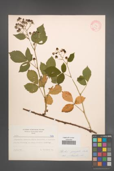 Rubus sprengelii [KOR 7174]