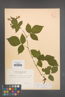 Rubus sprengelii [KOR 8727]