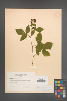 Rubus sprengelii [KOR 10976]