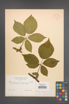 Rubus sprengelii [KOR 8781]