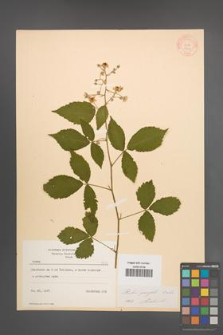 Rubus sprengelii [KOR 8707]