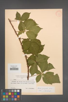 Rubus sprengelii [KOR 8363]