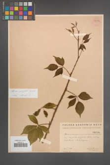 Rubus sprengelii [KOR 54491]