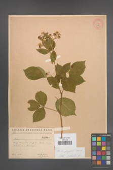 Rubus sprengelii [KOR 2104]