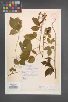 Rubus sprengelii [KOR 11028]