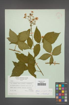 Rubus sprengelii [KOR 21752]