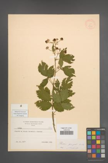 Rubus sprengelii [KOR 8740]