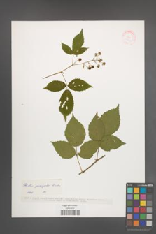 Rubus sprengelii [KOR 37556]