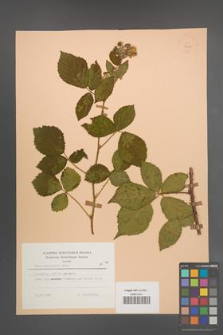 Rubus sprengelii [KOR 23455]