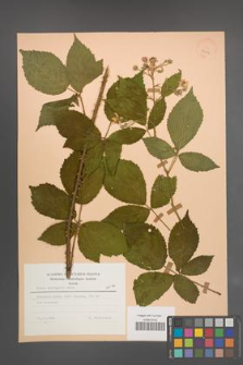 Rubus sprengelii [KOR 23454]