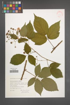Rubus sprengelii [KOR 31528]