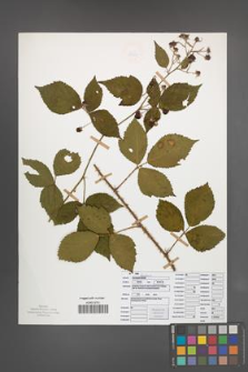 Rubus sprengelii [KOR 50071]