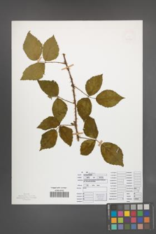 Rubus sprengelii [KOR 50070]