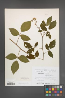 Rubus sprengelii [KOR 51037]