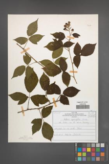 Rubus sprengelii [KOR 51036]