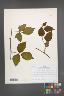 Rubus sprengelii [KOR 51035]