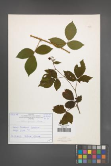 Rubus sprengelii [KOR 51034]