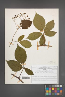 Rubus sprengelii [KOR 51033]