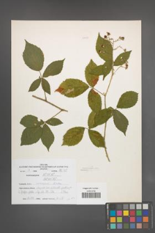 Rubus sprengelii [KOR 51032]