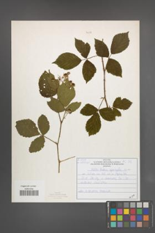 Rubus sprengelii [KOR 51028]