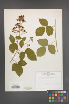 Rubus spribillei [KOR 52040]
