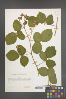 Rubus spribillei [KOR 54494]