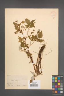 Rubus strigosus [KOR 18622]