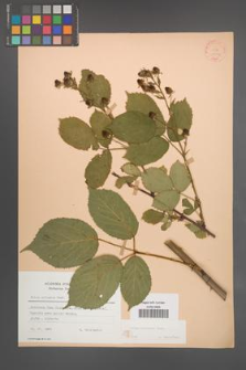 Rubus sulcatus [KOR 22790]