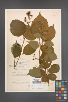 Rubus sulcatus [KOR 11035]