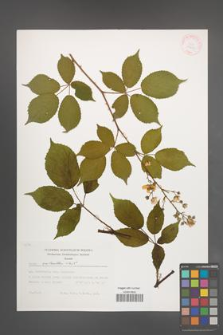 Rubus sulcatus [KOR 29450]