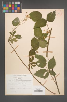 Rubus sulcatus [KOR 28041]