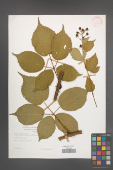 Rubus sulcatus [KOR 29196]